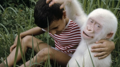 Illustration : "12 animaux totalement blancs, parce qu'albinos ou leuciques"