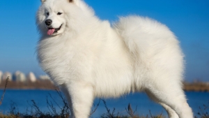Ces 10 Races Chiens Sont Parmi Les Plus Onéreuses