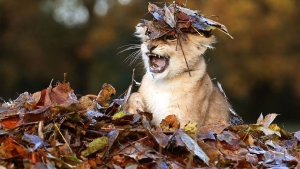 Illustration : "L'automne et les animaux à travers 17 photos incroyables signées Edwin Kats! "