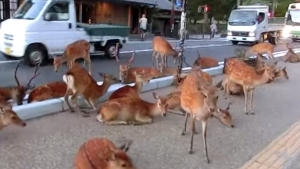 Illustration : "Quand plusieurs dizaines de cerfs s'intallent tranquillement au milieu de la ville"