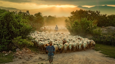 Illustration : "22 sublimes photos de troupeaux de moutons"