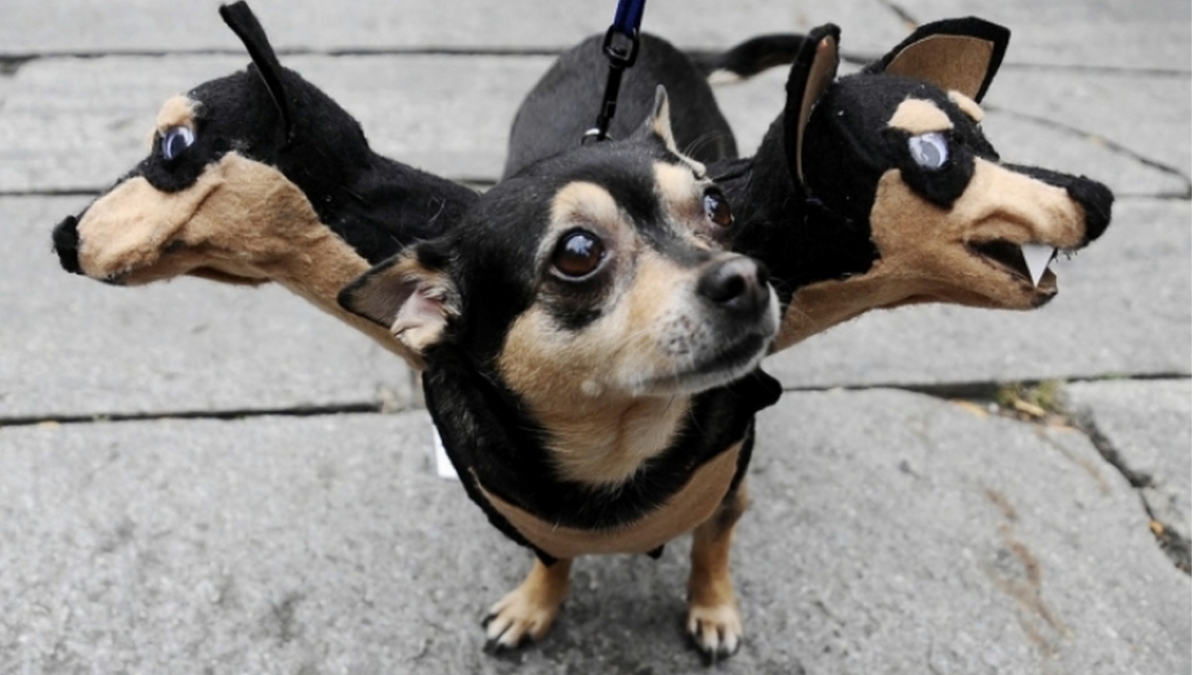 24 Photos D animaux D guis s Qui Vous Feront Sourire 24-photos-d-animaux-d-guis-s-qui-vous-feront-sourire