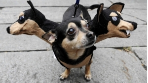 Image illustrant l'article 24 photos d'animaux déguisés qui vous feront sourire