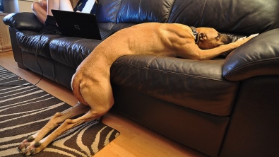 Illustration : Ces 15 chiens sont complètement crevés !