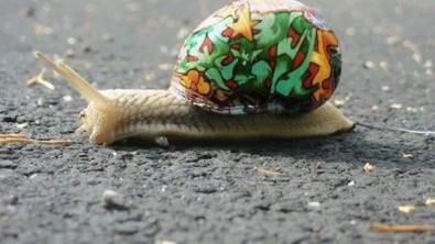 Illustration : Ces 14 escargots retrouvent des couleurs