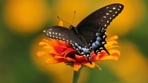 Illustration : "20 espèces de chenilles avant et après leur transformation en papillons"
