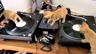 Illustration : "Regardez ces chatons s'essayer au scratch"