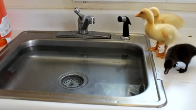 Illustration : "Adorables, ces canetons qui s'offrent leur toute première baignade"