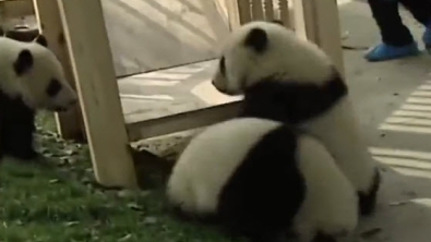 Illustration : "Ces quatre jeunes pandas adorent leur toboggan"