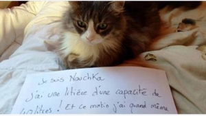 Illustration : "La pancarte de la honte, LA solution quand nos chats adorés cumulent les conneries! "