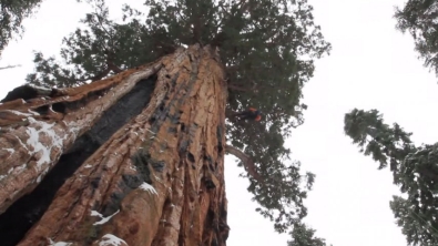 Illustration : "Cet arbre gigantesque de 75 m de haut est le plus ancien séquoia vivant au monde"