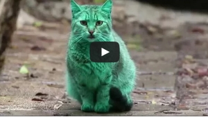 Illustration : "Découvrez le mystérieux chat vert de Bulgarie!"