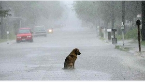 Illustration : "Ce qu'ils ont fait à ce chien est impardonnable! Bravo au geste héroïque de cette dame!"