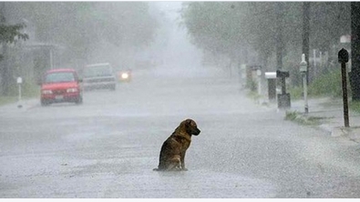 Illustration : "Ce qu'ils ont fait à ce chien est impardonnable! Bravo au geste héroïque de cette dame!"