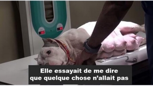 Illustration : "Cette pauvre chienne abandonnée avec ses chiots vient d'être sauvée d'une situation terrible! Bravo à Hope For Paws!"