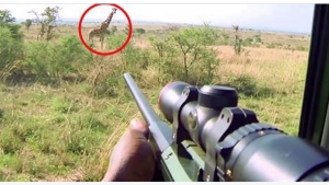 Illustration : "Pour sauver la vie de cette girafe piégée, ces gardes forestiers vont lui tirer dessus à l'aide d'un sédatif! Bravo à eux!"