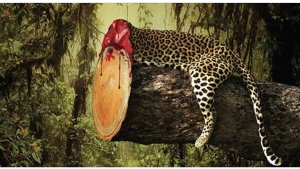 Illustration : "Sensibilisation: Des affiches-chocs et incisives pour lutter efficacement contre la déforestation!"