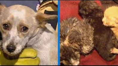 Illustration : "Ce chien risque sa vie pour sauver 4 chatons. Une histoire bouleversante!"