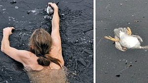 Illustration : "Pour secourir un canard noyé, ce Norvégien est plongé dans un lac gelé! Bravo Monsieur!"