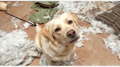 Illustration : "Il n'aurait jamais du laisser son chien seul à la maison! Il le regrettera longtemps!"