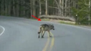 Illustration : "En introduisant ces loups dans ce parc, ils ne s'attendaient pas à ce qu'il s'est passé!"