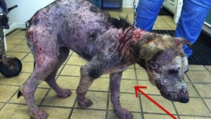 Illustration : "L'incroyable transformation d'un pauvre chien abandonné à seulement 6 mois!"