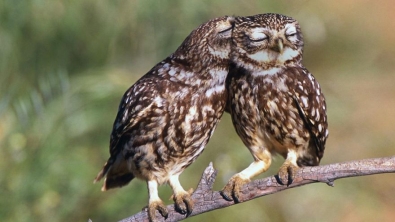 Illustration : "18 magnifiques photos de hiboux et de chouettes"