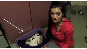 Illustration : "On croirait voir des chatons dans une litière, hors c'est bien plus surprenant et beau qu'on ne le pense!"