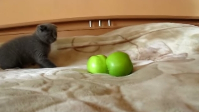 Illustration : Chaton vs pommes : un combat épique