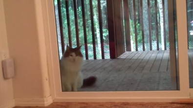 Illustration : Quand ce chat veut entrer, il sonne