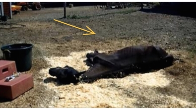 Illustration : "Affamé, ce cheval serait certainement mort sans l'aide de cette belle équipe!"