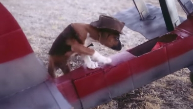 Illustration : "Génial, ce remake des Aventuriers de l'Arche perdue avec un chiot dans le rôle d'Indiana Jones"