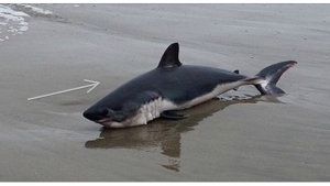 Illustration : "Il voit un bébé requin échoué sur une plage et décide de passer à l'action! Bravo à lui!"