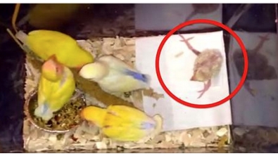 Illustration : L'histoire de cet oiseau infirme et rejeté par ses parents à la naissance est magnifique!