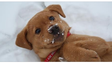 Illustration : "Adorable! Découvrez ces 15 chiots qui voient de la neige pour la première fois!"