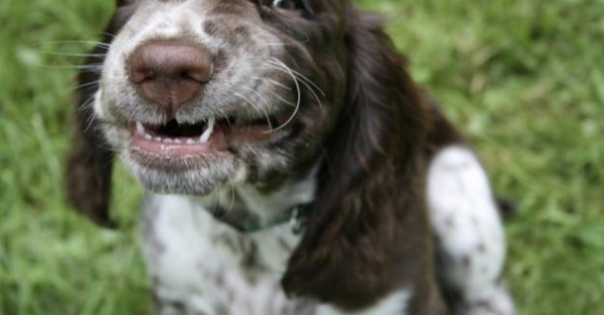 13 chiens pris sur le point d