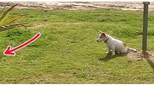 Illustration : "Toutes les amitiés sont possibles, la preuve avec ce chien et son ami très particulier! "