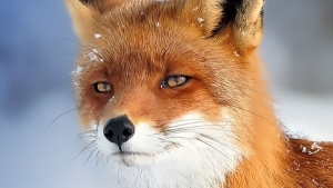 Image illustrant l'article 42 clichés animaliers qui montrent la poésie de la nature !