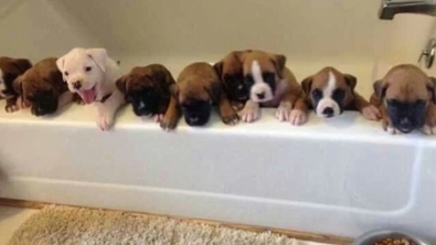 Illustration : "20 images de petits et grands boxers qui vous donneront envie d'en adopter un, là tout de suite"