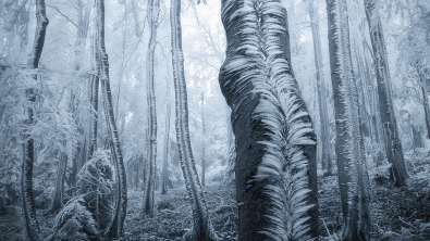 Illustration : "15 superbes forêts dans lesquelles l'on aimerait presque se perdre"