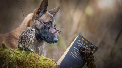 Illustration : "De chouettes photos où un chien et un hibou posent côte à côte"