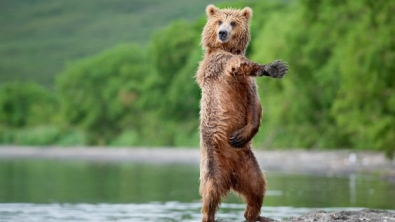 Illustration : "Les ours qui se prenaient pour des humains"