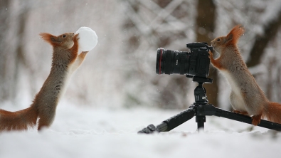 Illustration : "Ce photographe russe a capté de précieux moments de vie sauvage mettant en scène deux écureuils"