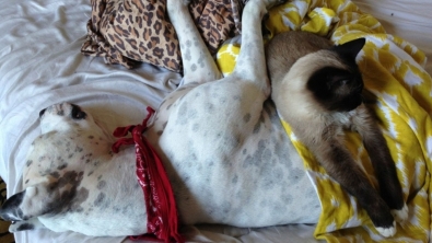 Illustration : "Quand les chats prennent les chiens pour matelas"