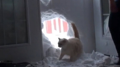 Illustration : "Rien n'arrête ce chat'sse-neige affamé"