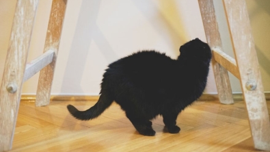 Illustration : "Les chats noirs portent malheur, vraiment ? Cette photographe vous persuadera du contraire"