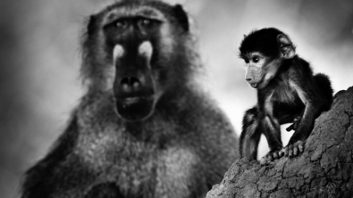 Illustration : L'Afrique sauvage comme vous ne l'avez jamais vue