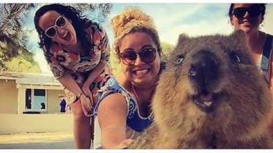 Illustration : "Faire un selfie avec un quokka, c'est la dernière tendance en Australie"