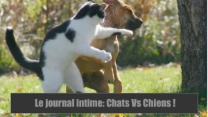 Différences Entre Le Journal Intime Dun Chien Et Dun Chat