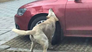Illustration : "Un chien frappé par un automobiliste se venge en s'attaquant à son véhicule"